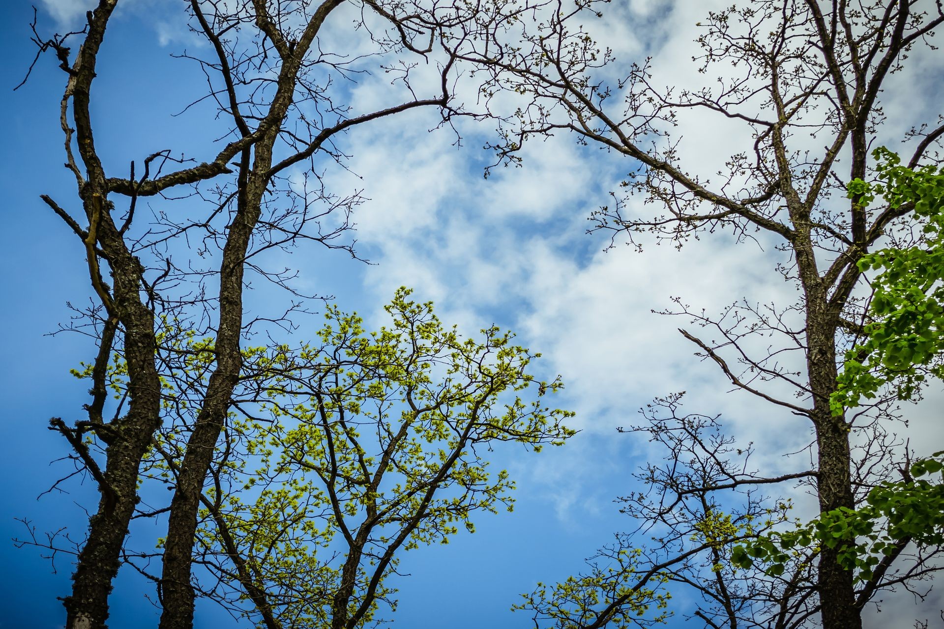 Trees of branches with dark and light green leaves on blue sky. Branch of trees on the blue sky. Many branches of a tree on a blue sky with clouds. Blue clear sky in background. Spring forest.